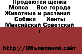 Продаются щенки Мопса. - Все города Животные и растения » Собаки   . Ханты-Мансийский,Советский г.